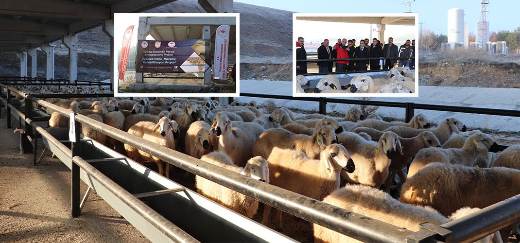 Yıldızeli İlçemizde Koyun ve Koç Dağıtım Töreni Düzenlendi