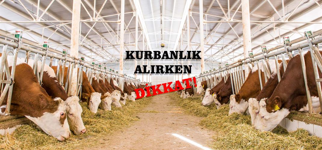 Kurbanlık Hayvan Alırken Dikkat Edilecek Hususlar ve Alınan Tedbirler
