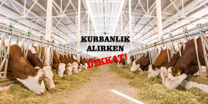 Kurbanlık Hayvan Alırken Dikkat Edilecek Hususlar ve Alınan Tedbirler
